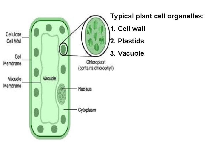 Typical plant cell organelles: 1. Cell wall 2. Plastids 3. Vacuole 