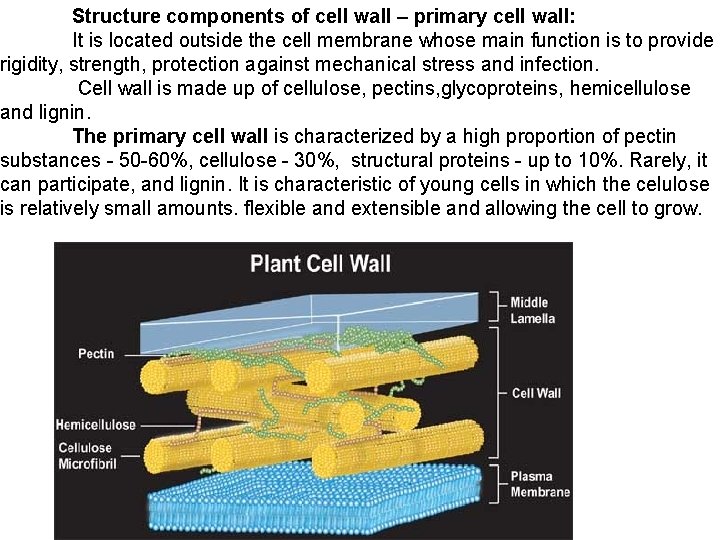 Structure components of cell wall – primary cell wall: It is located outside the