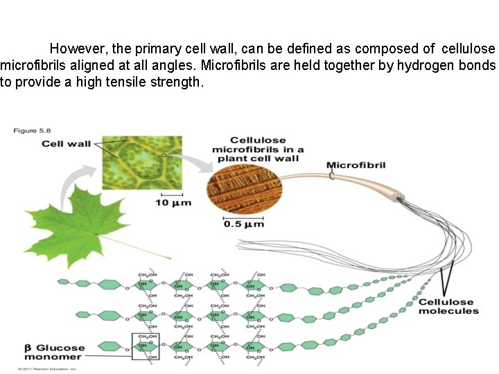 However, the primary cell wall, can be defined as composed of cellulose microfibrils aligned