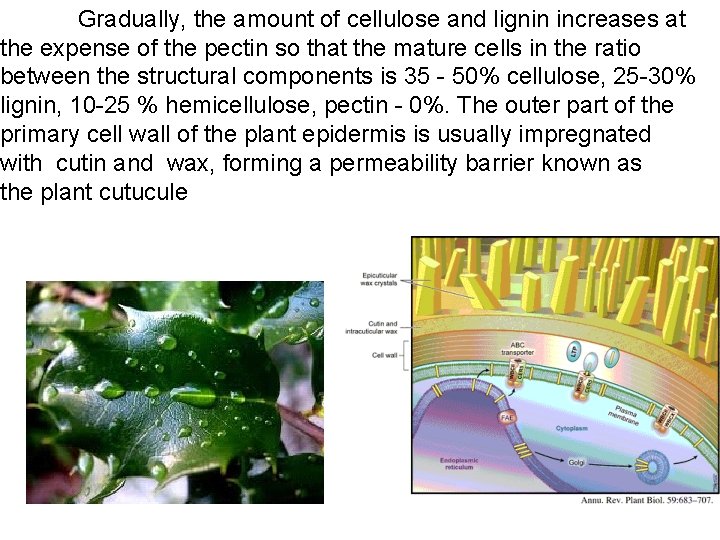  Gradually, the amount of cellulose and lignin increases at the expense of the