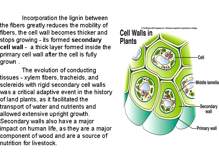 Incorporation the lignin between the fibers greatly reduces the mobility of fibers, the cell