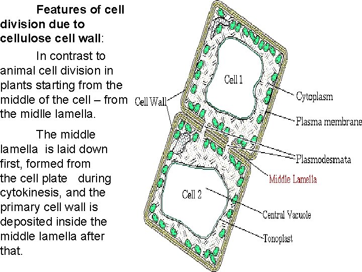 Features of cell division due to cellulose cell wall: In contrast to animal cell