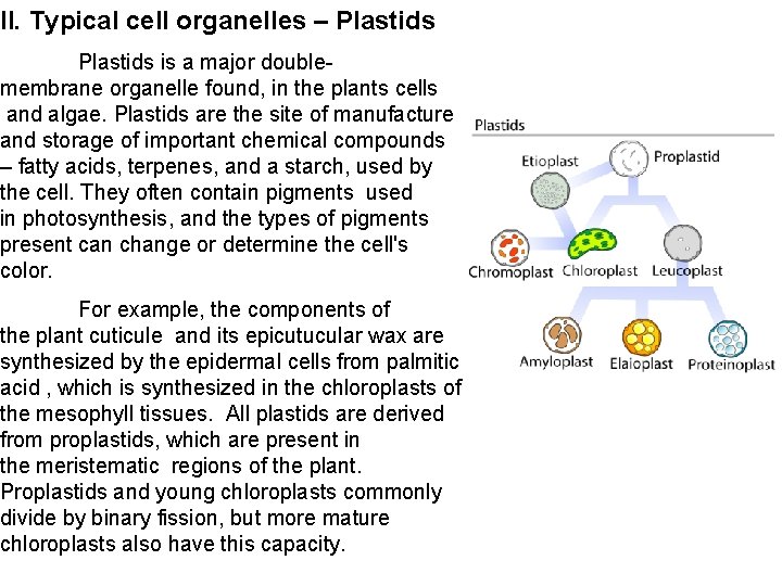 II. Typical cell organelles – Plastids is a major doublemembrane organelle found, in the