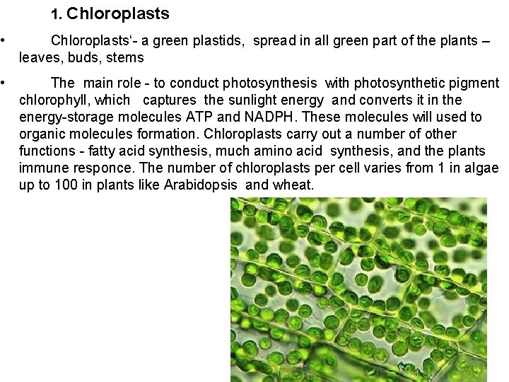  1. Chloroplasts • Chloroplasts‘- a green plastids, spread in all green part of