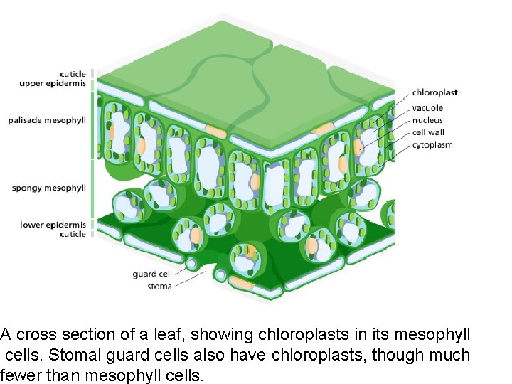 A cross section of a leaf, showing chloroplasts in its mesophyll cells. Stomal guard