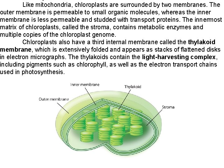 Like mitochondria, chloroplasts are surrounded by two membranes. The outer membrane is permeable to