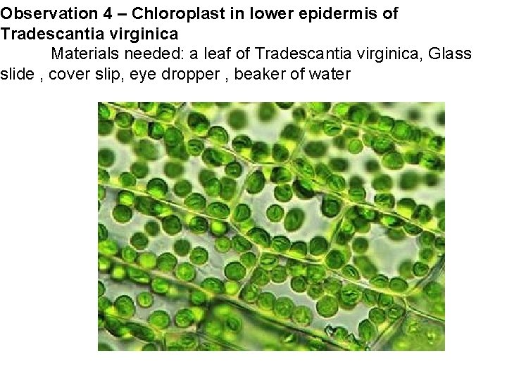 Observation 4 – Chloroplast in lower epidermis of Tradescantia virginica Materials needed: a leaf