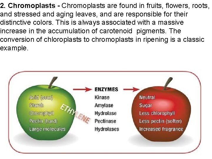 2. Chromoplasts - Chromoplasts are found in fruits, flowers, roots, and stressed and aging