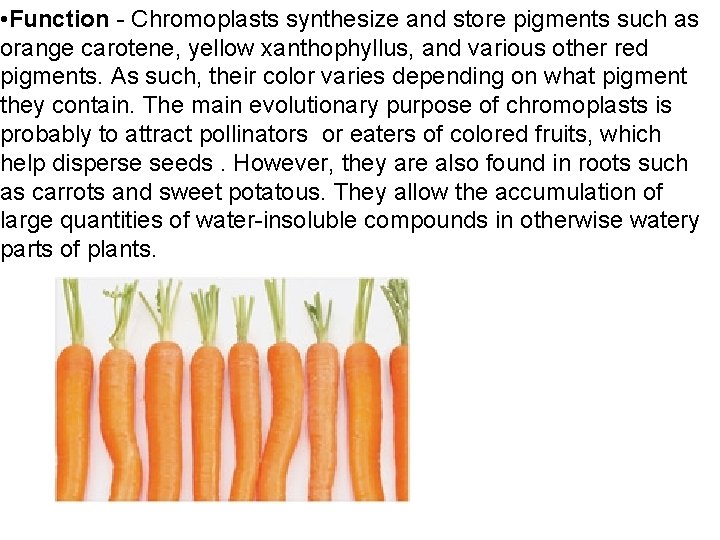 • Function - Chromoplasts synthesize and store pigments such as orange carotene, yellow