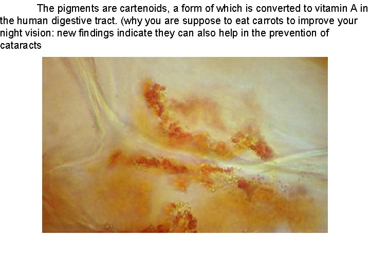 The pigments are cartenoids, a form of which is converted to vitamin A in