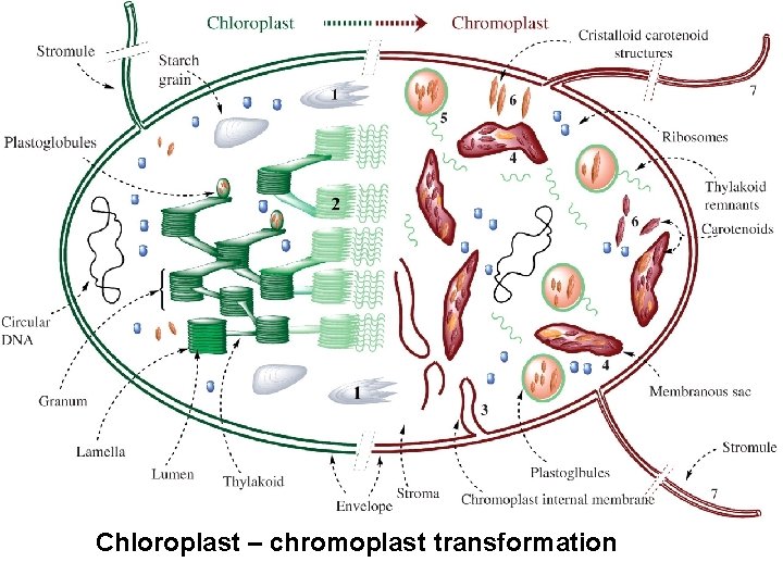 Chloroplast – chromoplast transformation 