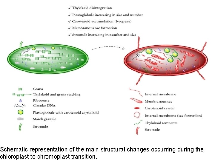 Schematic representation of the main structural changes occurring during the chloroplast to chromoplast transition.