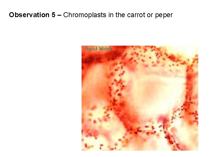 Observation 5 – Chromoplasts in the carrot or peper 