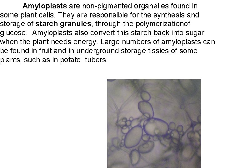 Amyloplasts are non-pigmented organelles found in some plant cells. They are responsible for the