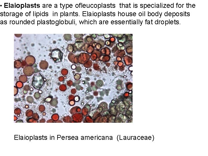  • Elaioplasts are a type ofleucoplasts that is specialized for the storage of