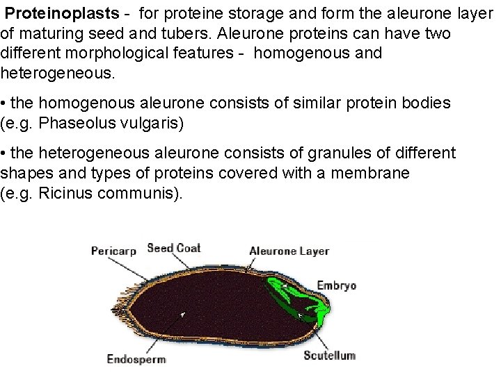  Proteinoplasts - for proteine storage and form the aleurone layer of maturing seed