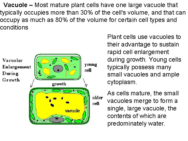  Vacuole – Most mature plant cells have one large vacuole that typically occupies