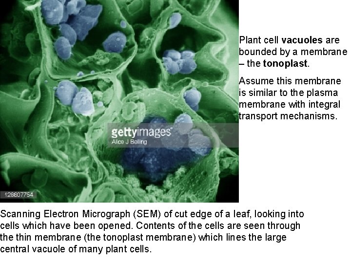Plant cell vacuoles are bounded by a membrane – the tonoplast. Assume this membrane