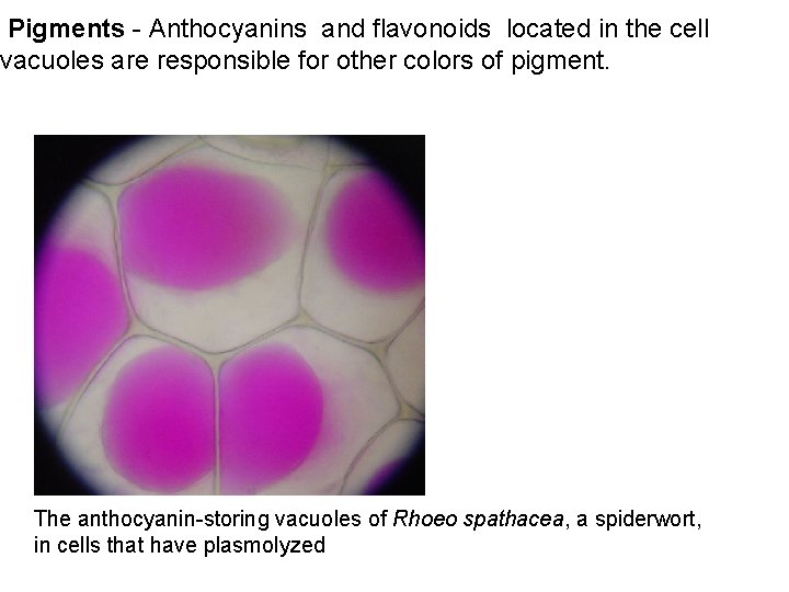 Pigments - Anthocyanins and flavonoids located in the cell vacuoles are responsible for