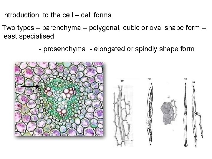 Introduction to the cell – cell forms Two types – parenchyma – polygonal, cubic