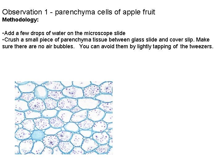 Observation 1 - parenchyma cells of apple fruit Methodology: • Add a few drops