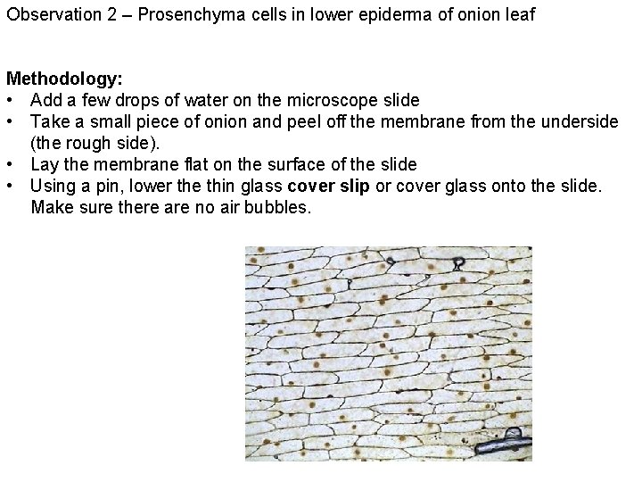 Observation 2 – Prosenchyma cells in lower epiderma of onion leaf Methodology: • Add
