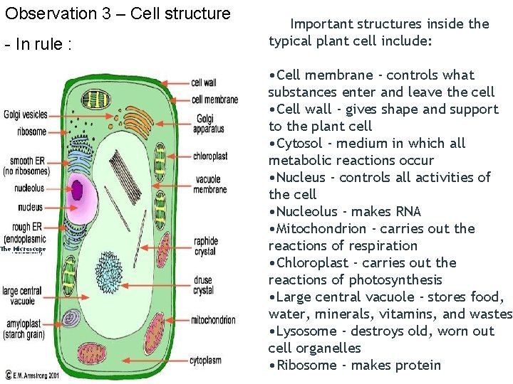 Observation 3 – Cell structure - In rule : The Microscope Important structures inside