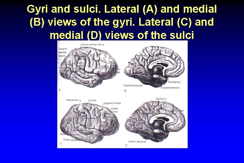 Gyri and sulci. Lateral (A) and medial (B) views of the gyri. Lateral (C)