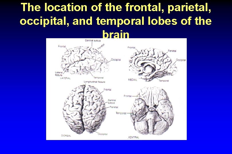 The location of the frontal, parietal, occipital, and temporal lobes of the brain 