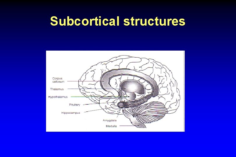 Subcortical structures 