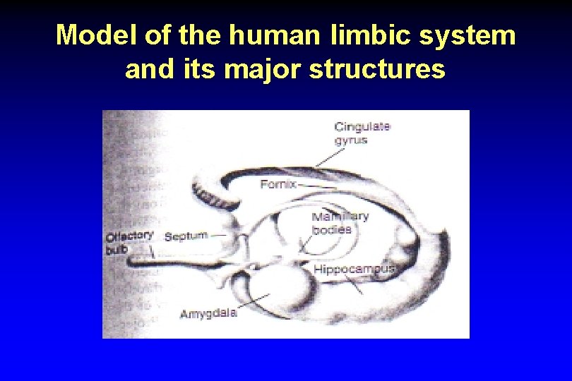 Model of the human limbic system and its major structures 