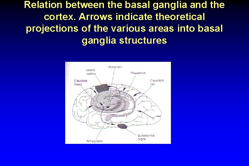 Relation between the basal ganglia and the cortex. Arrows indicate theoretical projections of the