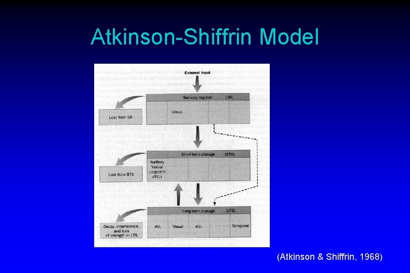 Atkinson-Shiffrin Model (Atkinson & Shiffrin, 1968) 