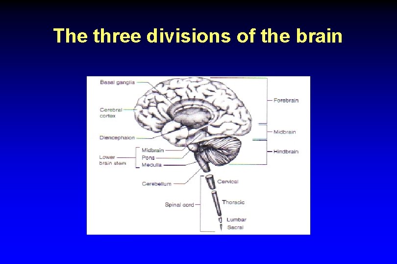 The three divisions of the brain 