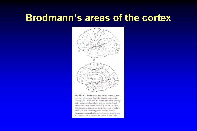 Brodmann’s areas of the cortex 