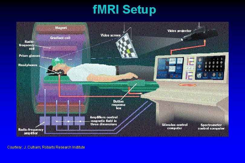 f. MRI Setup Courtesy: J. Culham, Robarts Research Institute 