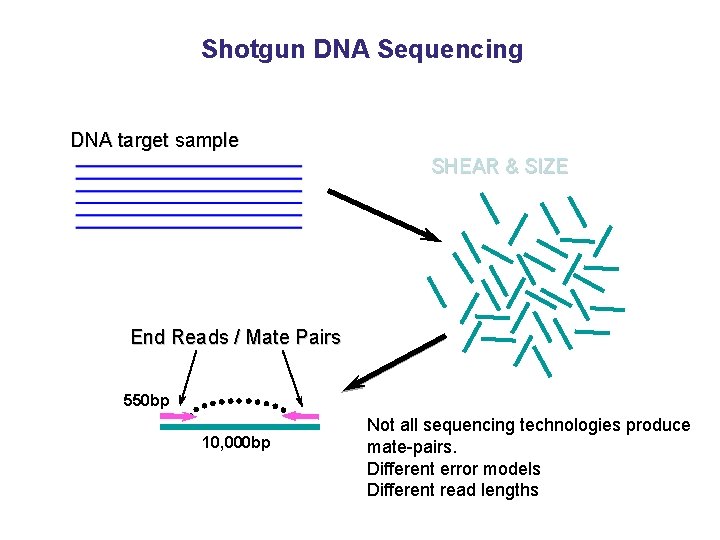 Shotgun DNA Sequencing DNA target sample SHEAR & SIZE End Reads / Mate Pairs