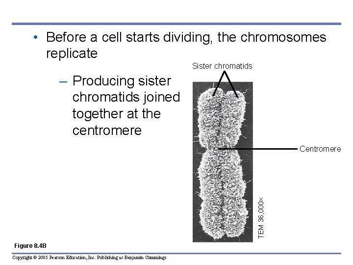  • Before a cell starts dividing, the chromosomes replicate Sister chromatids – Producing