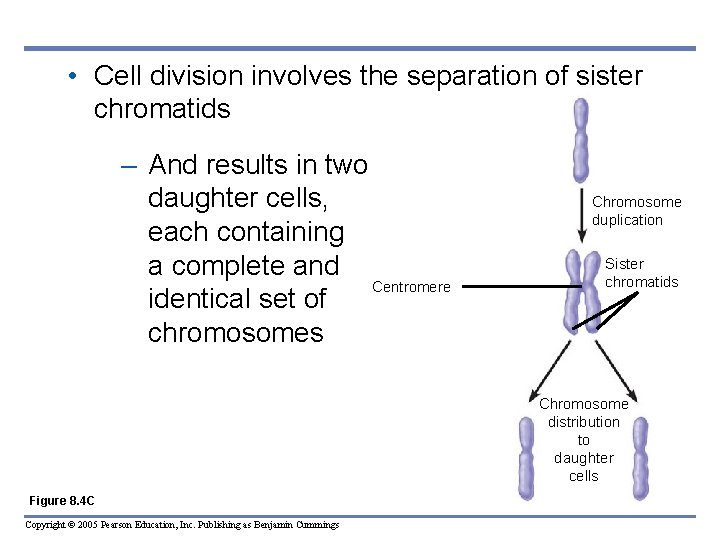  • Cell division involves the separation of sister chromatids – And results in