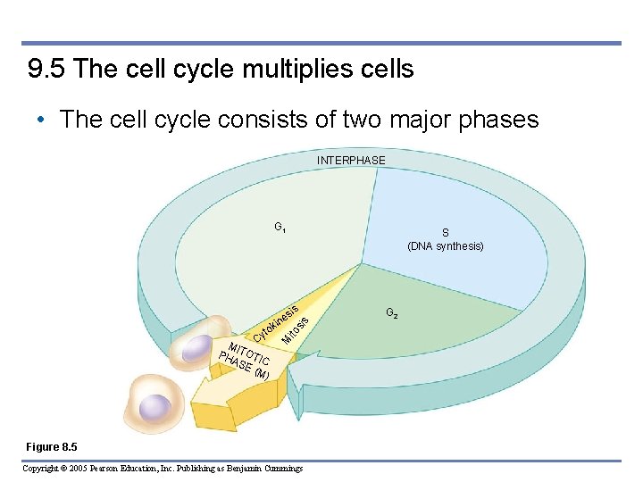 9. 5 The cell cycle multiplies cells • The cell cycle consists of two