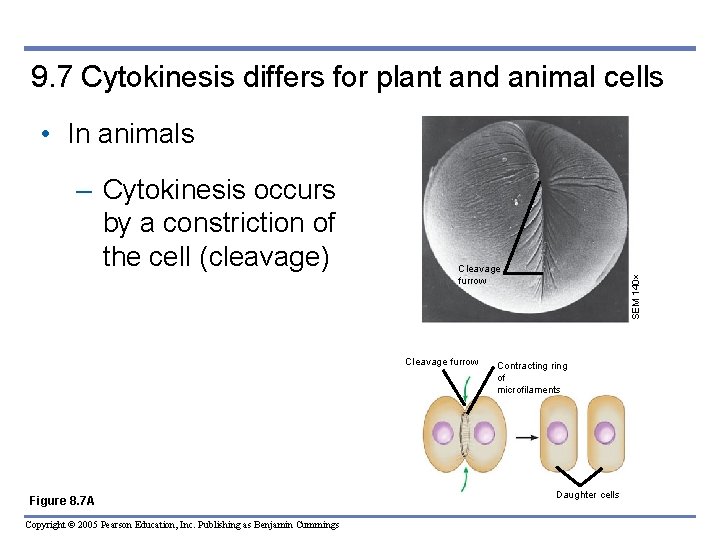 9. 7 Cytokinesis differs for plant and animal cells • In animals Cleavage furrow