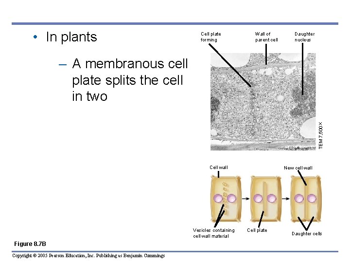  • In plants Cell plate forming Wall of parent cell Daughter nucleus TEM