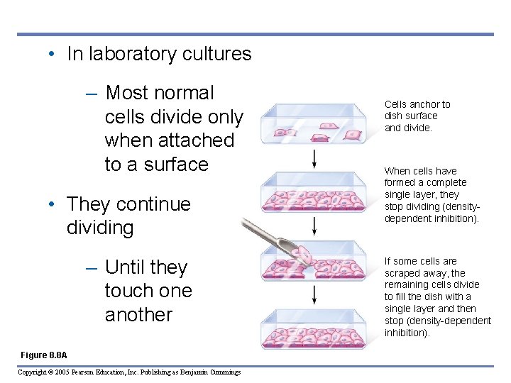  • In laboratory cultures – Most normal cells divide only when attached to