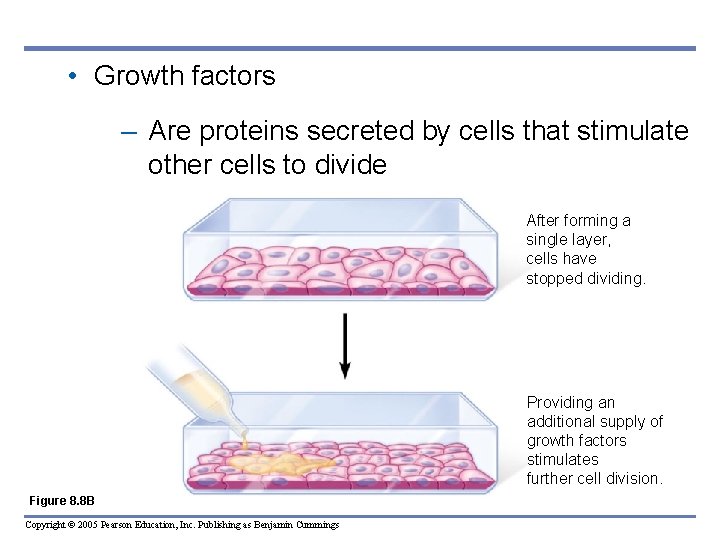  • Growth factors – Are proteins secreted by cells that stimulate other cells