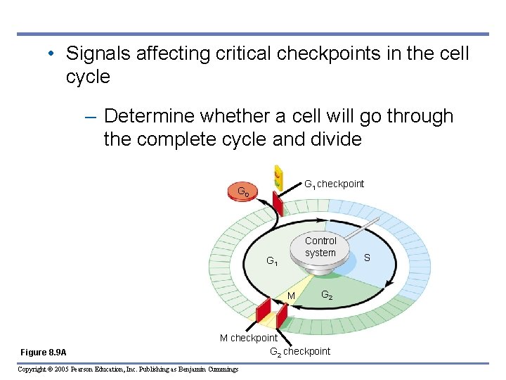  • Signals affecting critical checkpoints in the cell cycle – Determine whether a