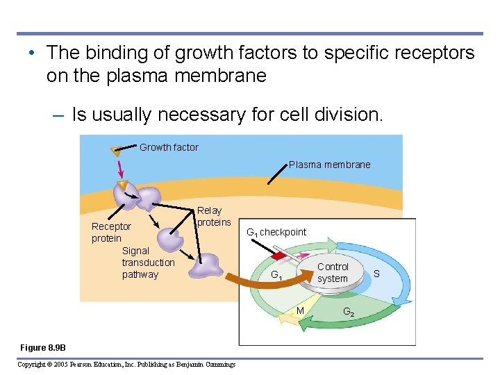  • The binding of growth factors to specific receptors on the plasma membrane