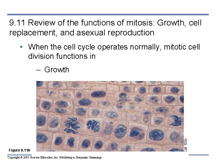 9. 11 Review of the functions of mitosis: Growth, cell replacement, and asexual reproduction