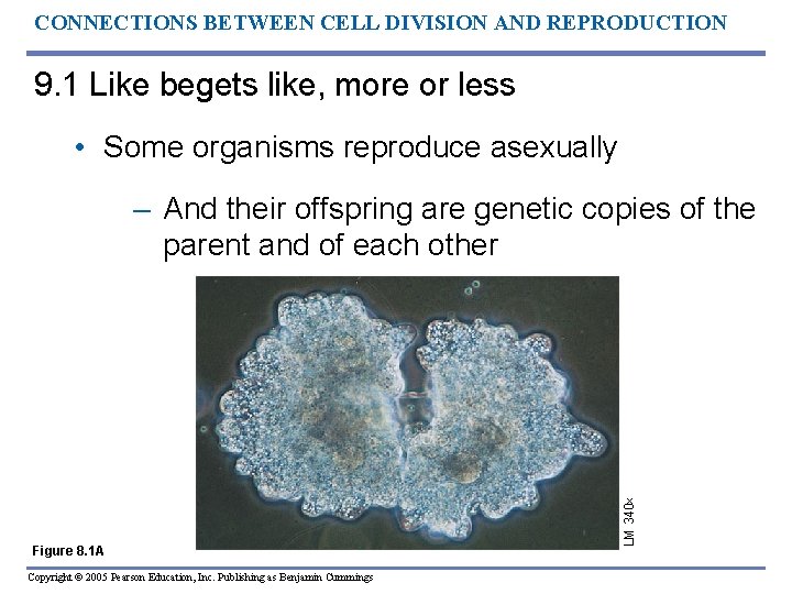 CONNECTIONS BETWEEN CELL DIVISION AND REPRODUCTION 9. 1 Like begets like, more or less