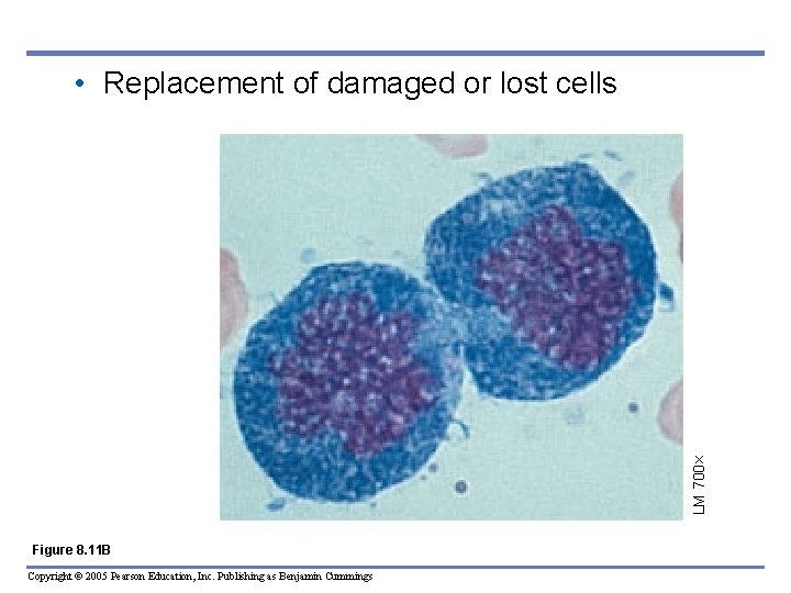 LM 700 • Replacement of damaged or lost cells Figure 8. 11 B Copyright