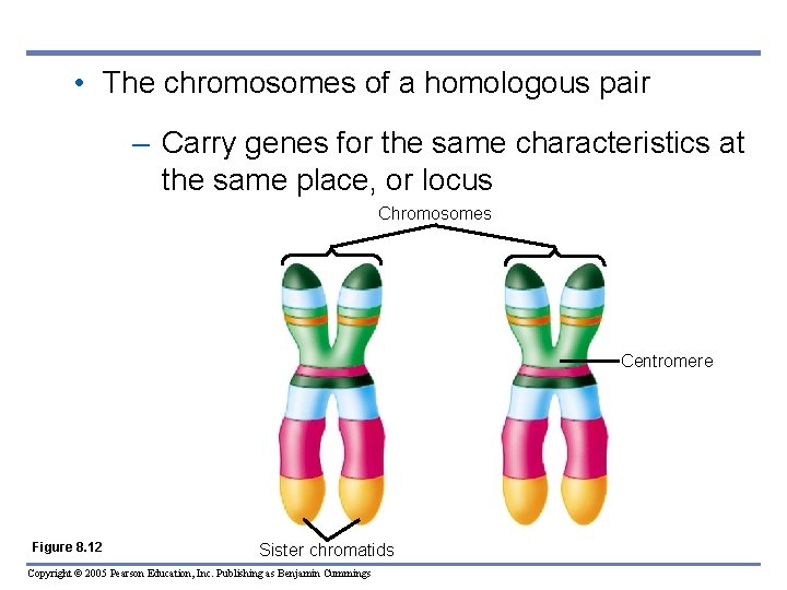  • The chromosomes of a homologous pair – Carry genes for the same